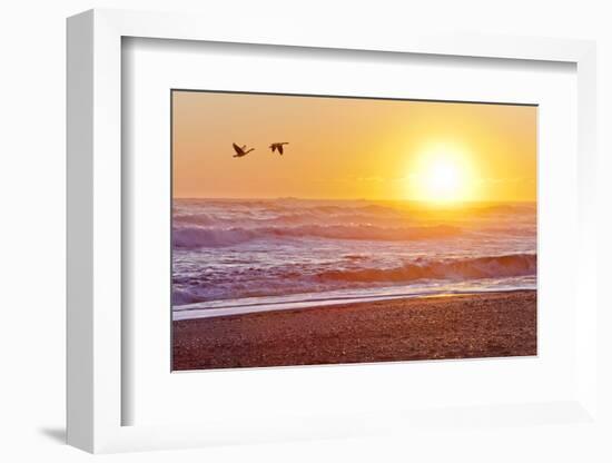 Canada Geese over Rialto Beach at Sunset, Olympic NP, Washington, USA-Jaynes Gallery-Framed Photographic Print