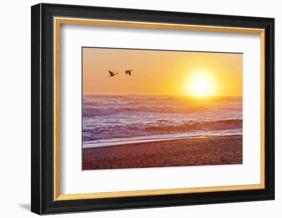 Canada Geese over Rialto Beach at Sunset, Olympic NP, Washington, USA-Jaynes Gallery-Framed Photographic Print