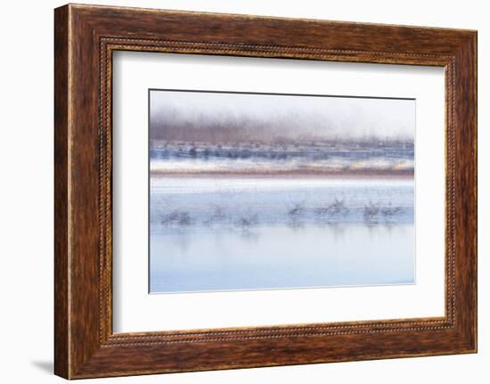 Canada Geese Preparing to Take Flight, West Lafayette, Indiana-Rona Schwarz-Framed Photographic Print