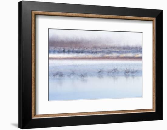 Canada Geese Preparing to Take Flight, West Lafayette, Indiana-Rona Schwarz-Framed Photographic Print