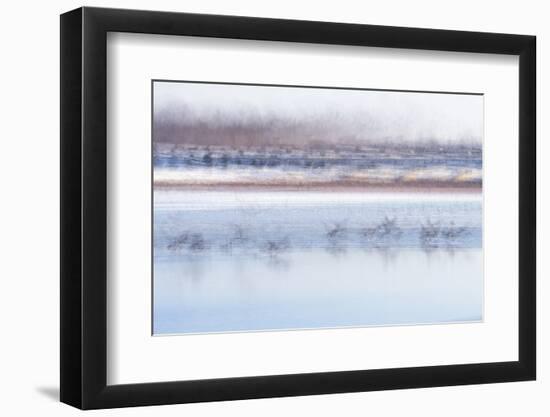 Canada Geese Preparing to Take Flight, West Lafayette, Indiana-Rona Schwarz-Framed Photographic Print