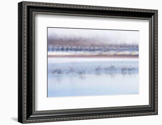 Canada Geese Preparing to Take Flight, West Lafayette, Indiana-Rona Schwarz-Framed Photographic Print