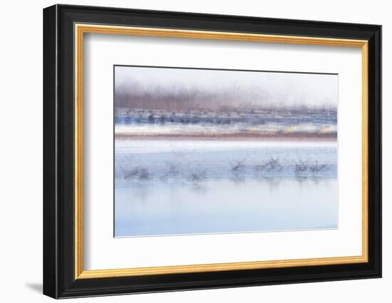 Canada Geese Preparing to Take Flight, West Lafayette, Indiana-Rona Schwarz-Framed Photographic Print