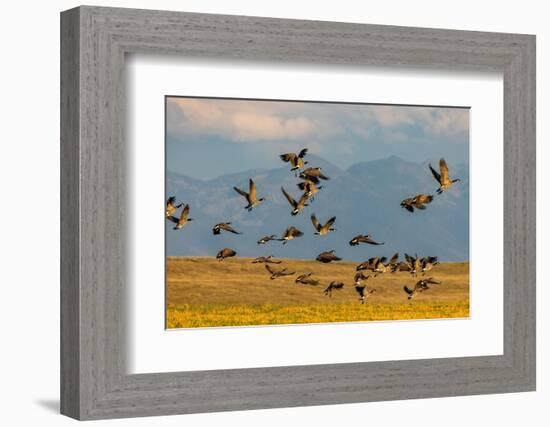 Canada geese take off for flight in the Flathead Valley, Montana, USA-Chuck Haney-Framed Photographic Print
