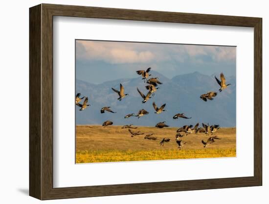 Canada geese take off for flight in the Flathead Valley, Montana, USA-Chuck Haney-Framed Photographic Print