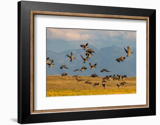 Canada geese take off for flight in the Flathead Valley, Montana, USA-Chuck Haney-Framed Photographic Print