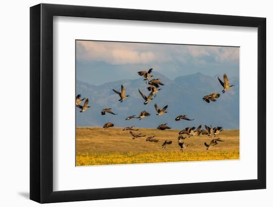 Canada geese take off for flight in the Flathead Valley, Montana, USA-Chuck Haney-Framed Photographic Print