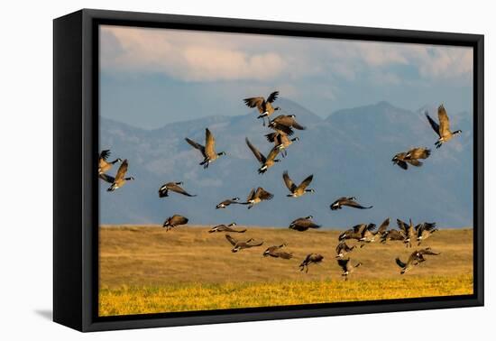 Canada geese take off for flight in the Flathead Valley, Montana, USA-Chuck Haney-Framed Premier Image Canvas