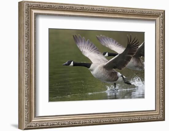 Canada Geese Taking Flight-Ken Archer-Framed Photographic Print