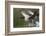 Canada Geese Taking Flight-Ken Archer-Framed Photographic Print