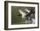 Canada Geese Taking Flight-Ken Archer-Framed Photographic Print