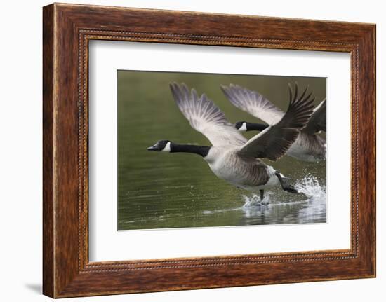 Canada Geese Taking Flight-Ken Archer-Framed Photographic Print