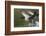 Canada Geese Taking Flight-Ken Archer-Framed Photographic Print