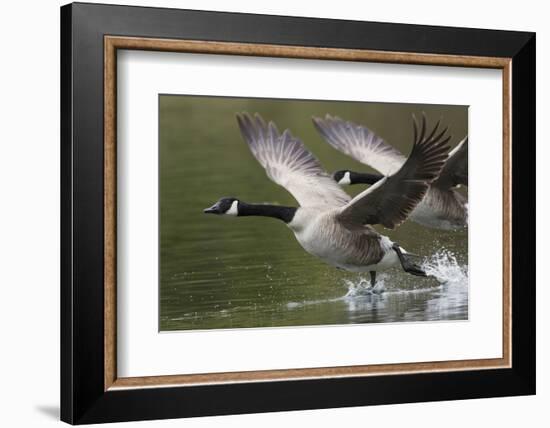 Canada Geese Taking Flight-Ken Archer-Framed Photographic Print