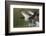 Canada Geese Taking Flight-Ken Archer-Framed Photographic Print