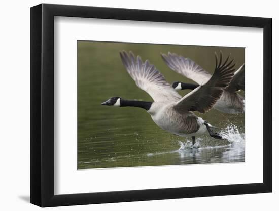 Canada Geese Taking Flight-Ken Archer-Framed Photographic Print