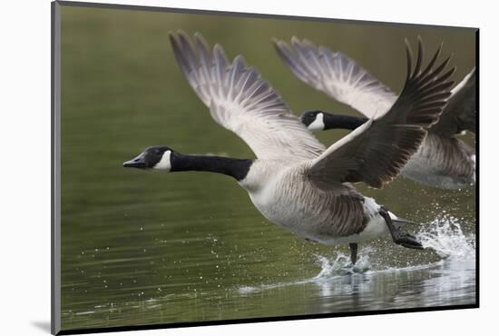 Canada Geese Taking Flight-Ken Archer-Mounted Photographic Print