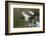 Canada Geese Taking Flight-Ken Archer-Framed Photographic Print