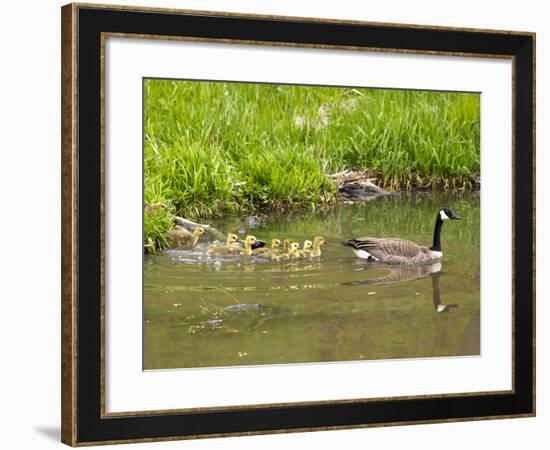 Canada Geese with Goslings at Starved Rock State Park Near Utica, Illinois, Usa-Chuck Haney-Framed Photographic Print