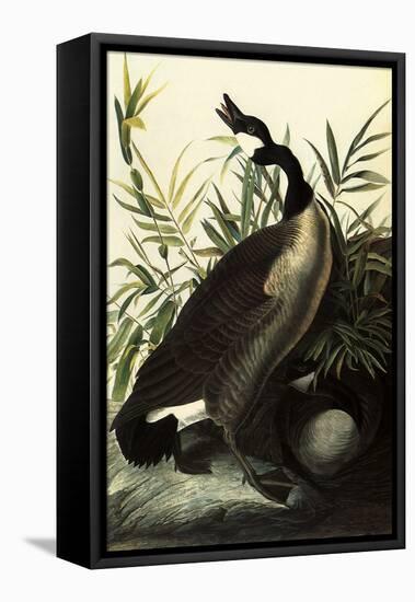 Canada Geese-John James Audubon-Framed Premier Image Canvas