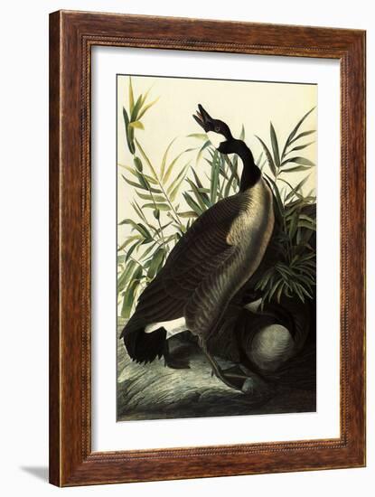 Canada Geese-John James Audubon-Framed Giclee Print