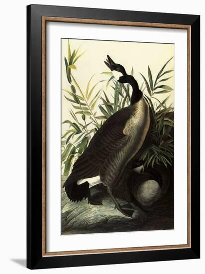 Canada Geese-John James Audubon-Framed Giclee Print