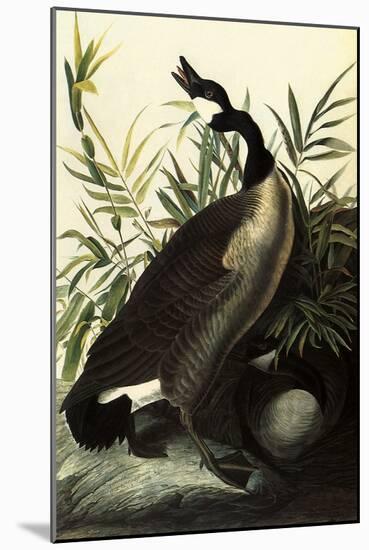 Canada Geese-John James Audubon-Mounted Giclee Print