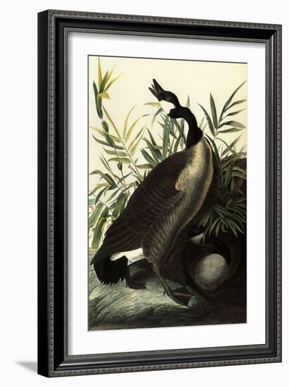 Canada Geese-John James Audubon-Framed Giclee Print