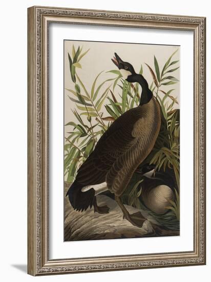 Canada Goose, 1827-1838-John James Audubon-Framed Giclee Print