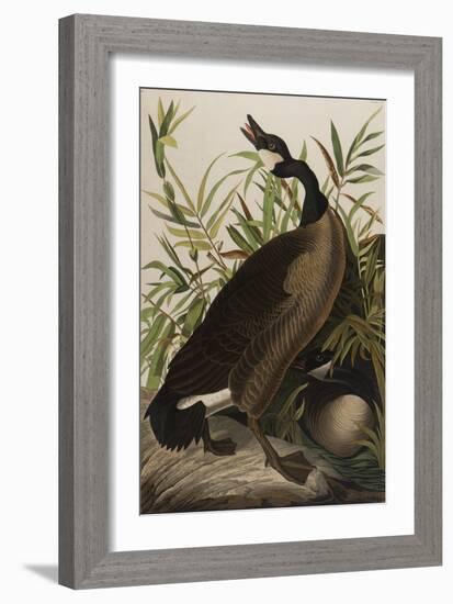 Canada Goose, 1827-1838-John James Audubon-Framed Giclee Print