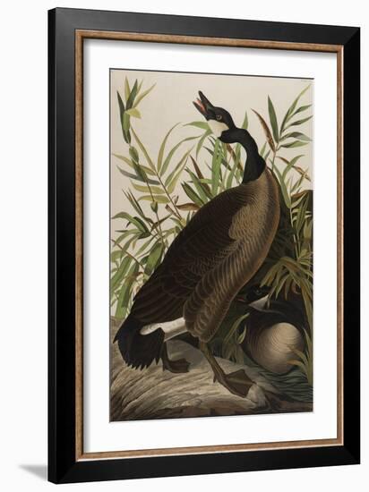 Canada Goose, 1827-1838-John James Audubon-Framed Giclee Print