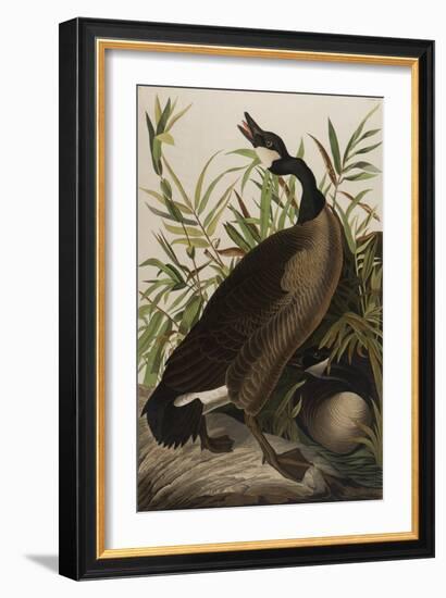 Canada Goose, 1827-1838-John James Audubon-Framed Giclee Print