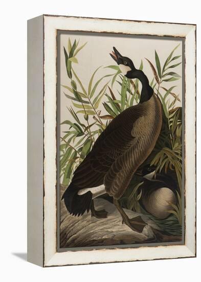 Canada Goose, 1827-1838-John James Audubon-Framed Premier Image Canvas