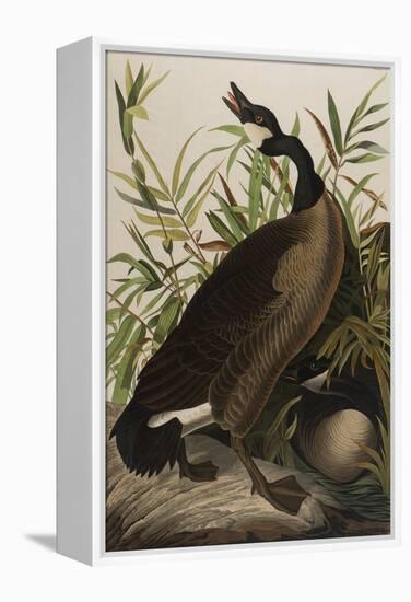 Canada Goose, 1827-1838-John James Audubon-Framed Premier Image Canvas