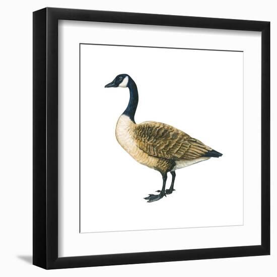 Canada Goose (Branta Canadensis), Birds-Encyclopaedia Britannica-Framed Art Print