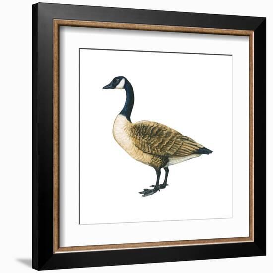 Canada Goose (Branta Canadensis), Birds-Encyclopaedia Britannica-Framed Art Print