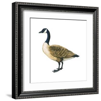 Canada goose top branta canadensis italy