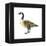 Canada Goose (Branta Canadensis), Birds-Encyclopaedia Britannica-Framed Stretched Canvas