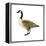 Canada Goose (Branta Canadensis), Birds-Encyclopaedia Britannica-Framed Stretched Canvas