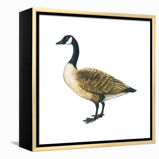 Canada Goose (Branta Canadensis), Birds-Encyclopaedia Britannica-Framed Stretched Canvas