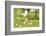 Canada Goose, Branta Canadensis, Fledglings, Meadow, Side View, Lying-David & Micha Sheldon-Framed Photographic Print