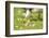 Canada Goose, Branta Canadensis, Fledglings, Meadow, Side View, Lying-David & Micha Sheldon-Framed Photographic Print