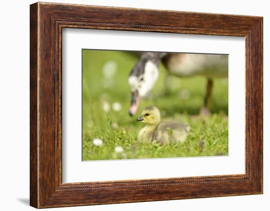 Canada Goose, Branta Canadensis, Fledglings, Meadow, Side View, Lying-David & Micha Sheldon-Framed Photographic Print