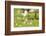 Canada Goose, Branta Canadensis, Fledglings, Meadow, Side View, Lying-David & Micha Sheldon-Framed Photographic Print