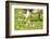 Canada Goose, Branta Canadensis, Fledglings, Meadow, Side View, Lying-David & Micha Sheldon-Framed Photographic Print