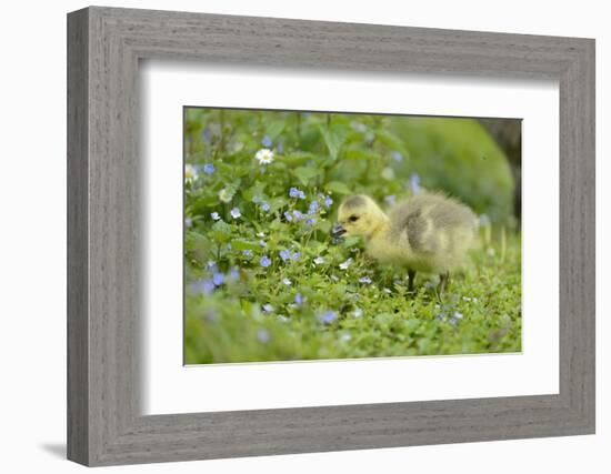 Canada Goose, Branta Canadensis, Fledglings, Meadow, Side View, Standing-David & Micha Sheldon-Framed Photographic Print