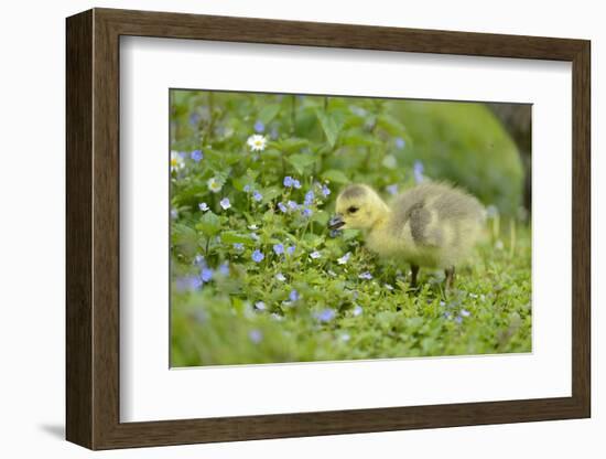 Canada Goose, Branta Canadensis, Fledglings, Meadow, Side View, Standing-David & Micha Sheldon-Framed Photographic Print