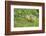 Canada Goose, Branta Canadensis, Fledglings, Meadow, Side View, Standing-David & Micha Sheldon-Framed Photographic Print