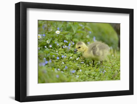 Canada Goose, Branta Canadensis, Fledglings, Meadow, Side View, Standing-David & Micha Sheldon-Framed Photographic Print