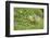 Canada Goose, Branta Canadensis, Fledglings, Meadow, Side View, Standing-David & Micha Sheldon-Framed Photographic Print